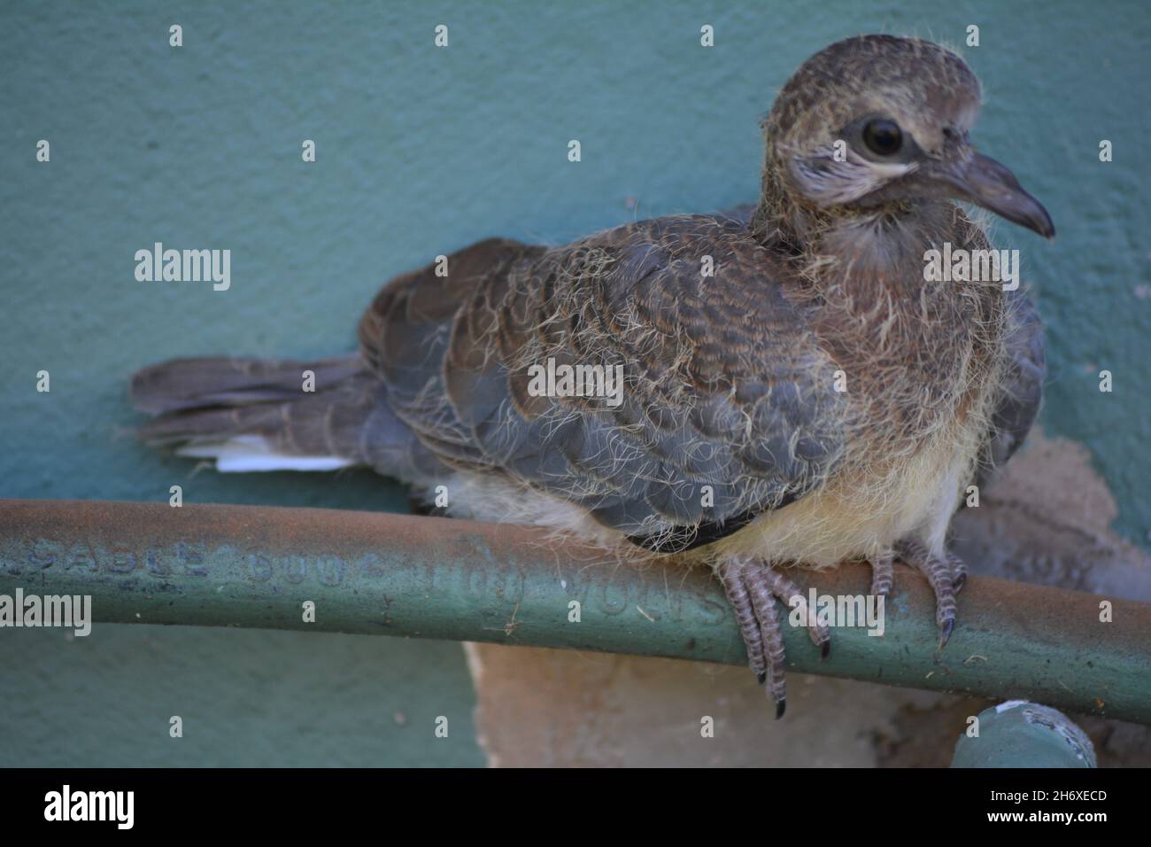 Una giovane colomba a riposo Foto Stock