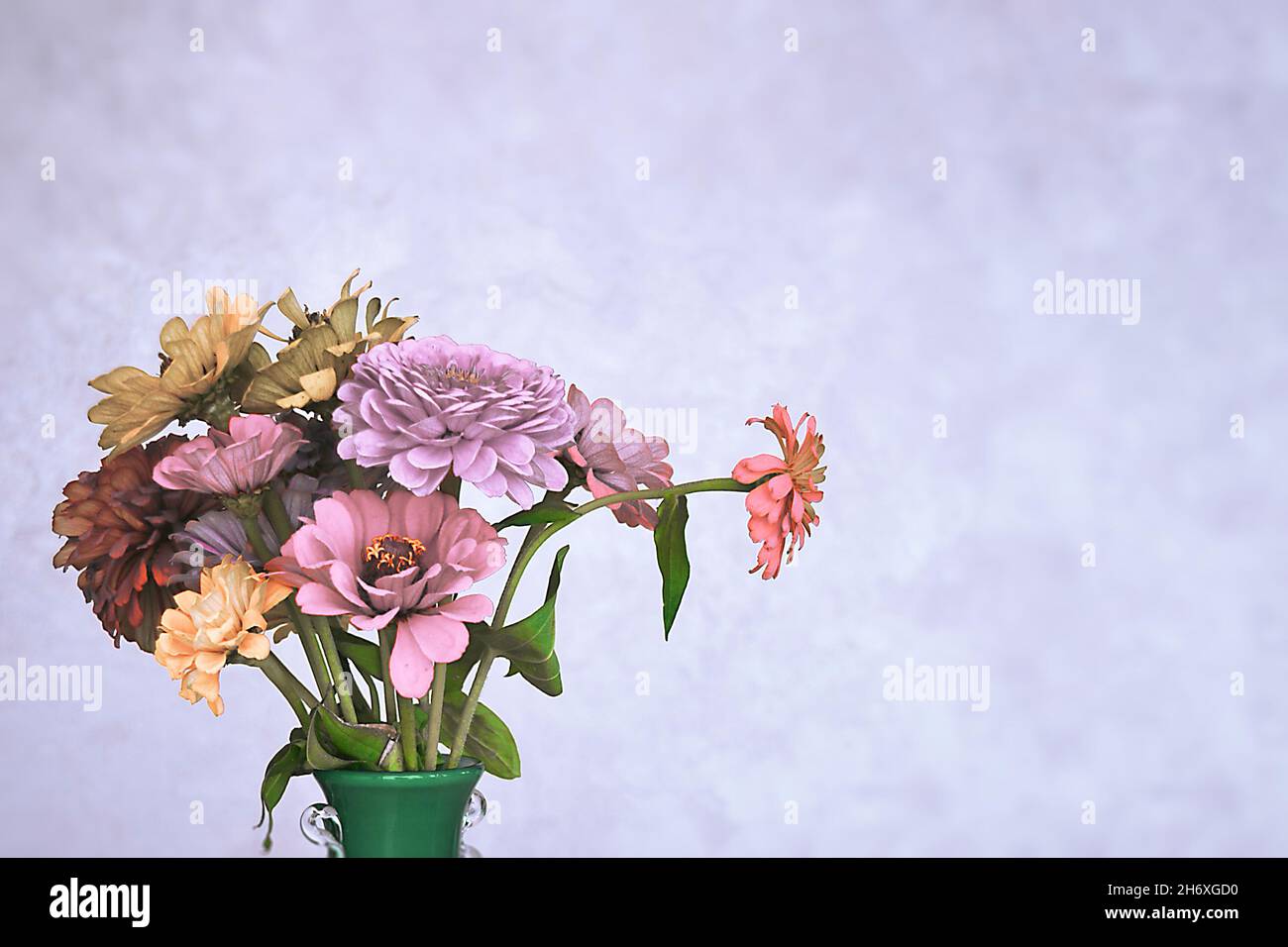 Mix di fiori vivaci e colorati di zinnia Foto Stock
