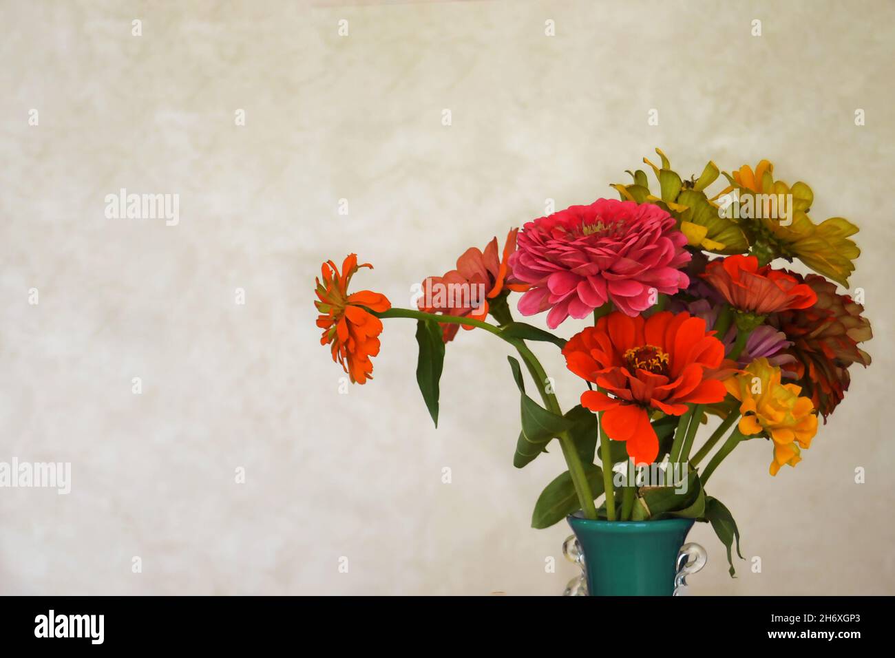 Mix di fiori vivaci e colorati di zinnia Foto Stock