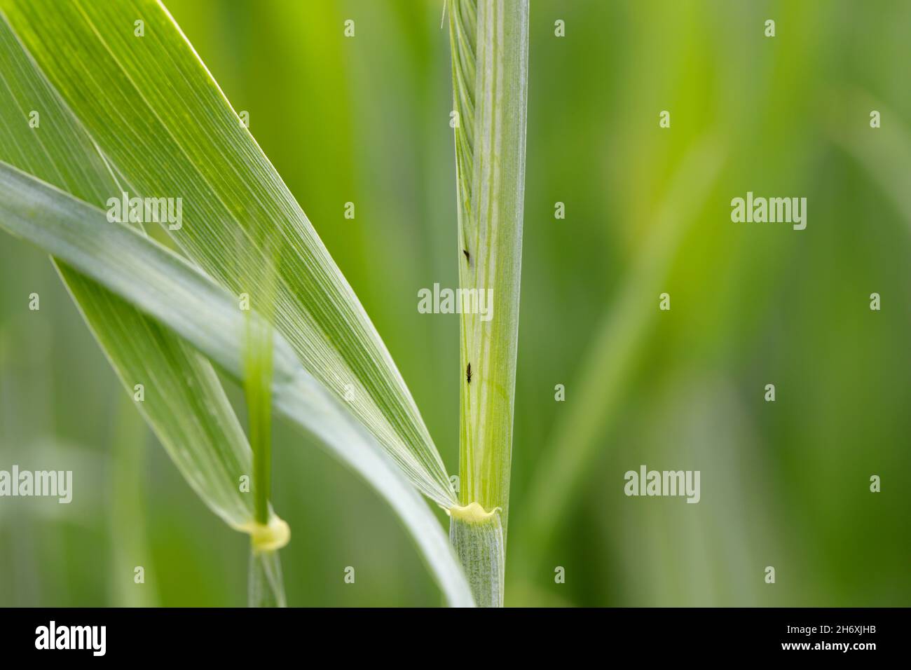 Thrips Thysanoptera su cereali. Si tratta di un pericoloso parassita di colture. Foto Stock