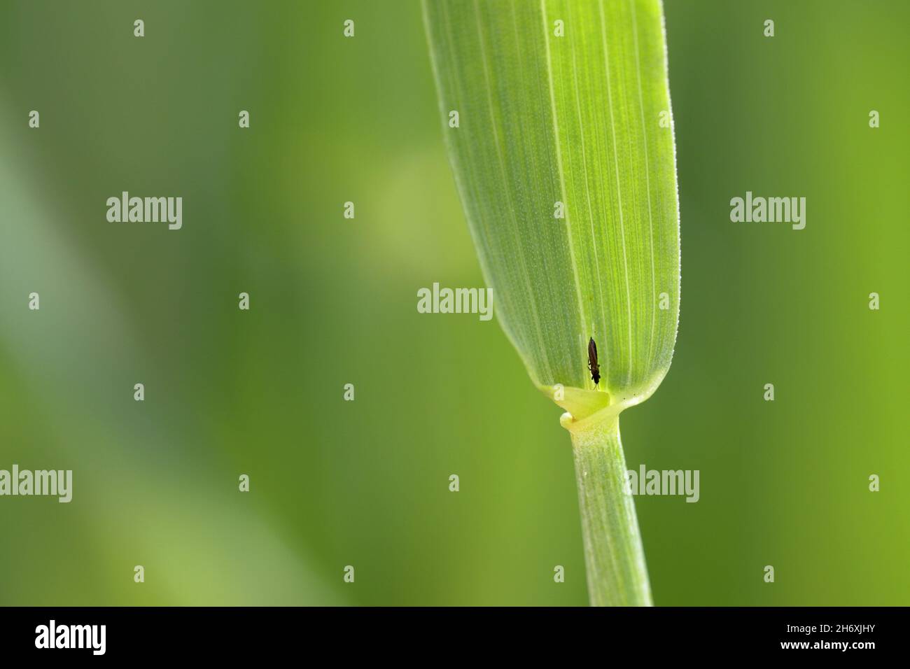 Thrips Thysanoptera su cereali. Si tratta di un pericoloso parassita di colture. Foto Stock