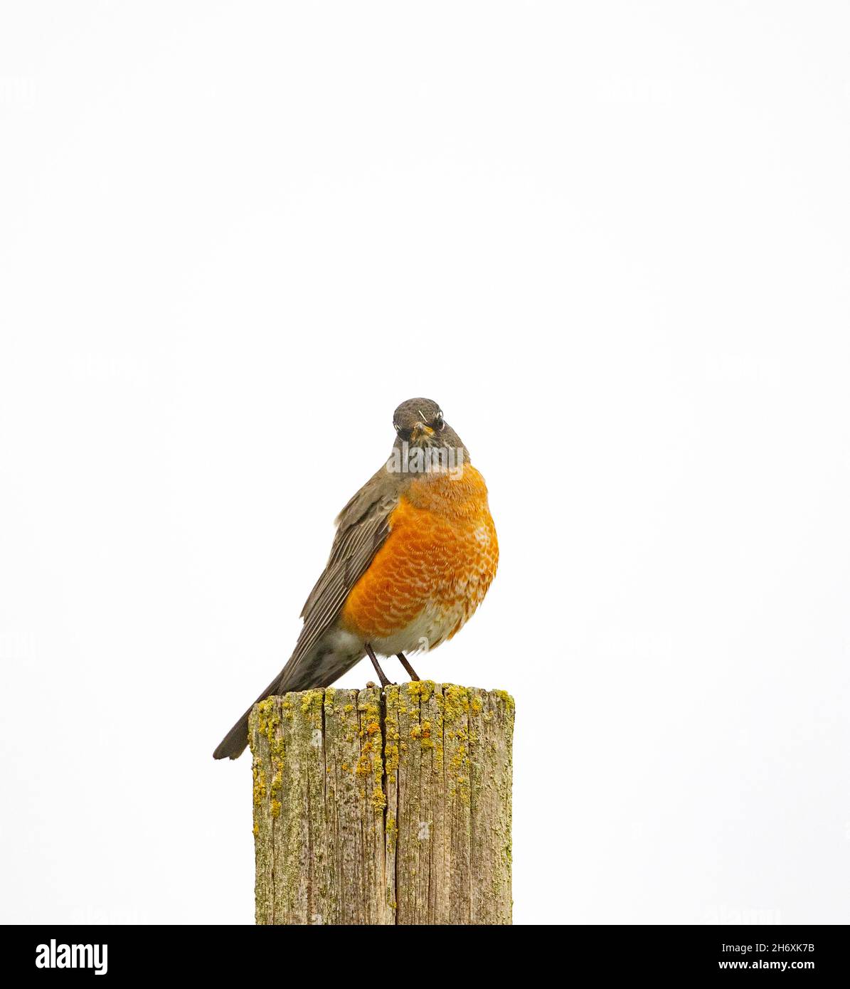 American Robin Hi Key Foto Stock