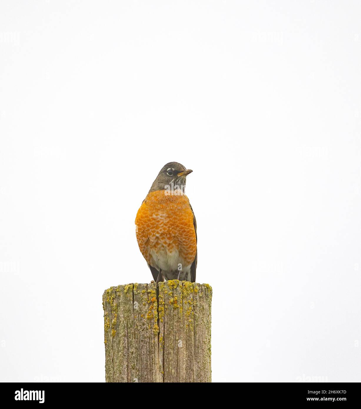 American Robin Hi Key Foto Stock