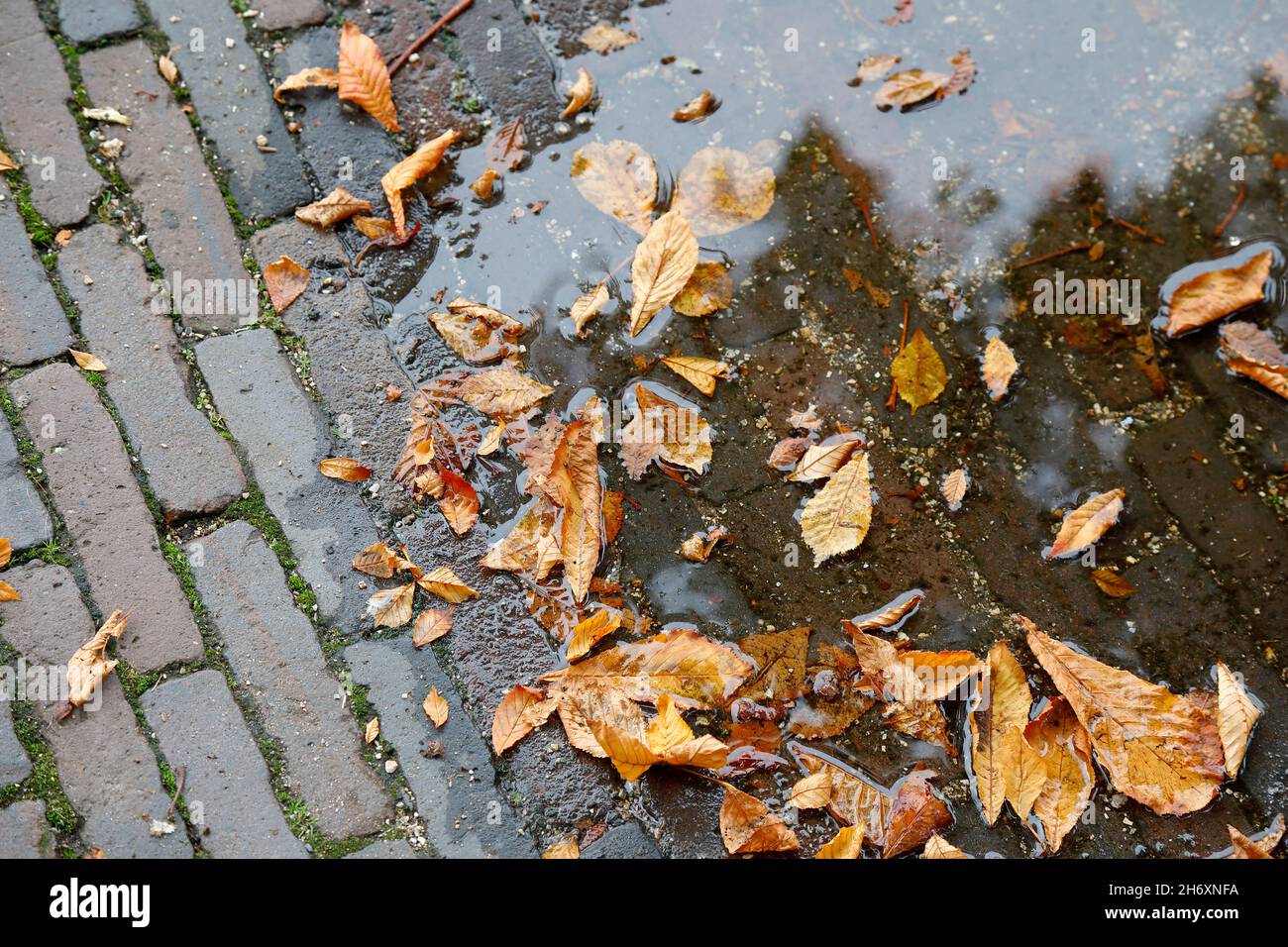 Dopo la pioggia si formò una pozzanghera sul marciapiede, in cui cadde la foglia autunnale. Foto Stock