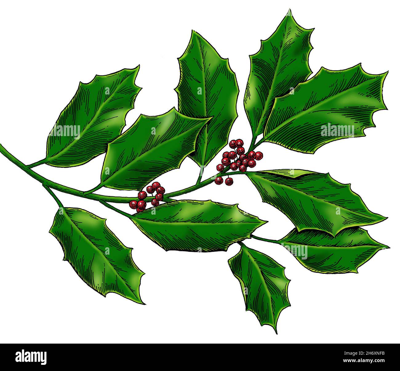 Penna e inchiostro agrifoglio Foto Stock