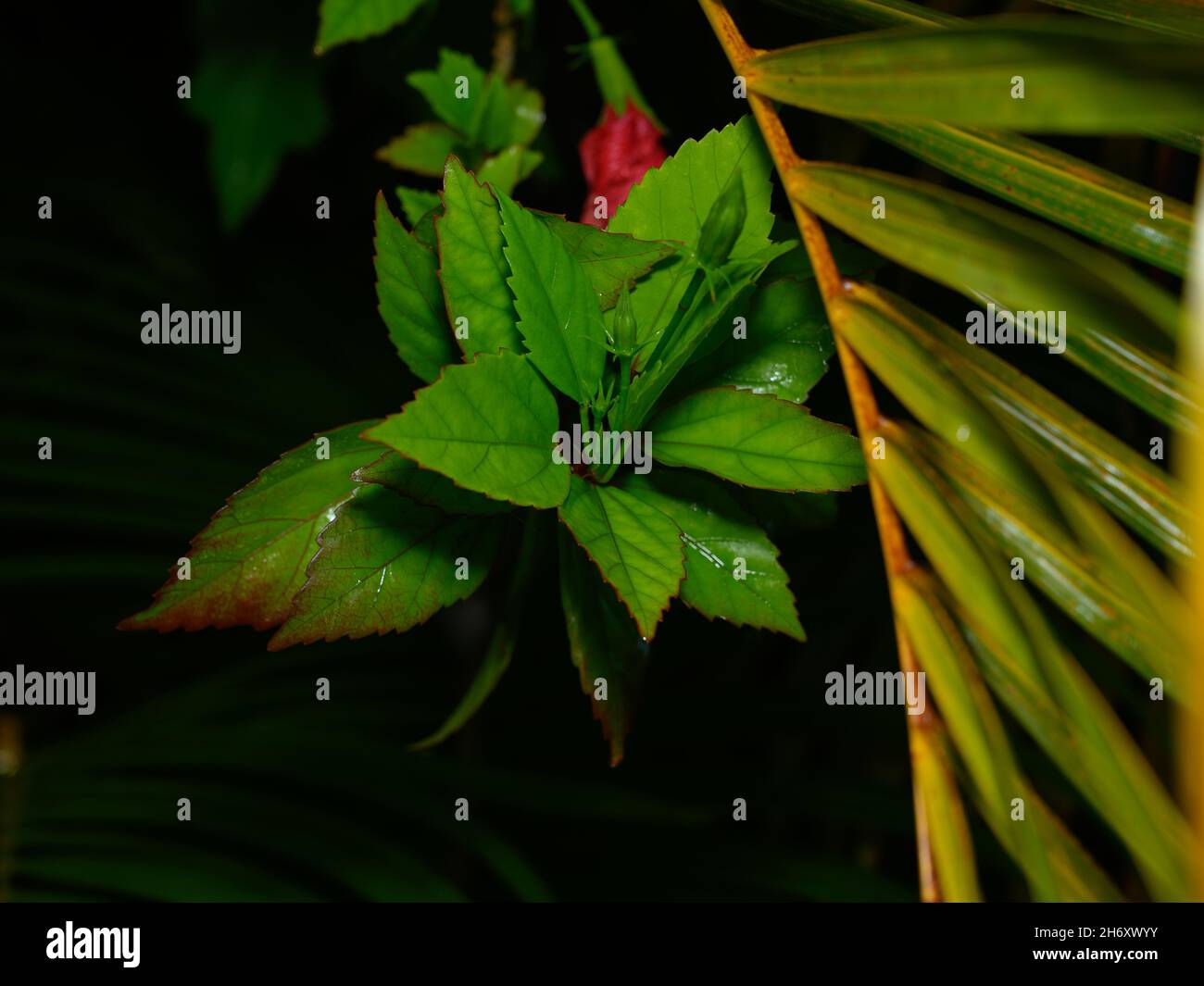 La foto mostra diverse foglie di un arbusto tropicale che cresce sulla spiaggia. La raccolta di foglie verdi riflette la profondità della conoscenza della flora A. Foto Stock