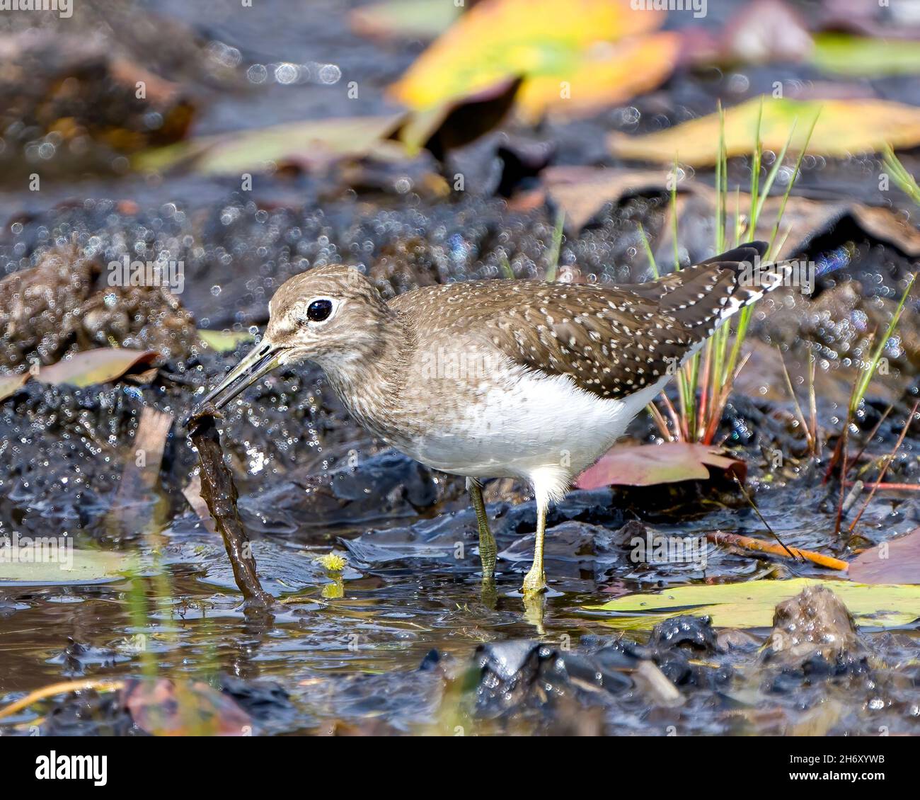 Comune uccello Sandpiper foraging per il cibo dalla riva dell'acqua in una palude con le imbottiture del giglio dell'acqua e uno sfondo sfocato nel suo ambiente e habitat. Foto Stock