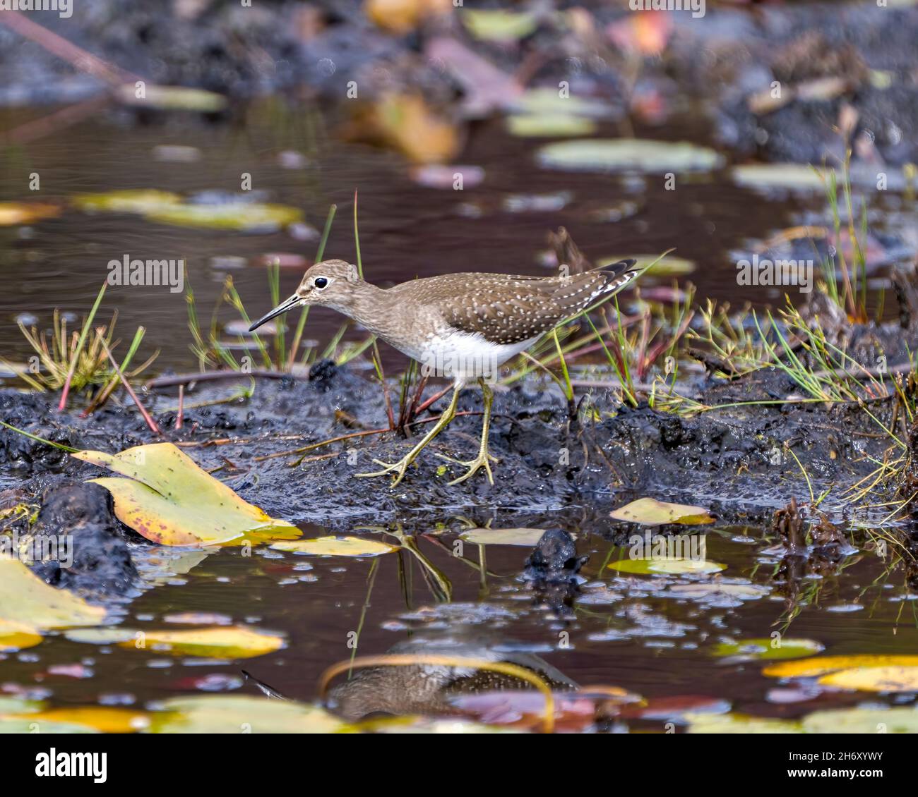 Comune uccello Sandpiper a piedi in acqua fangosa in una palude con ninfee d'acqua e uno sfondo sfocato nel suo ambiente e habitat circostante. Foto Stock