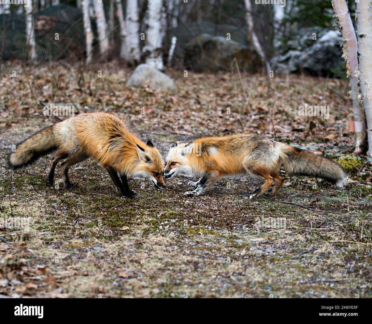 Coppia di volpi rossi che interagiscono con gli alberi di betulla di fondo in primavera mostrando coda di volpe, pelliccia, nel loro ambiente e habitat. Foto di Fox. Foto Stock