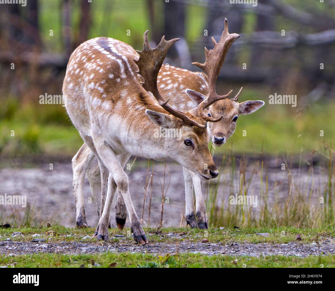 Coppia maschio di Fallow Deer che cammina nel campo con uno sfondo di foresta sfocata nel loro ambiente e habitat circostante. Foto e immagine di Deer Stock. Foto Stock