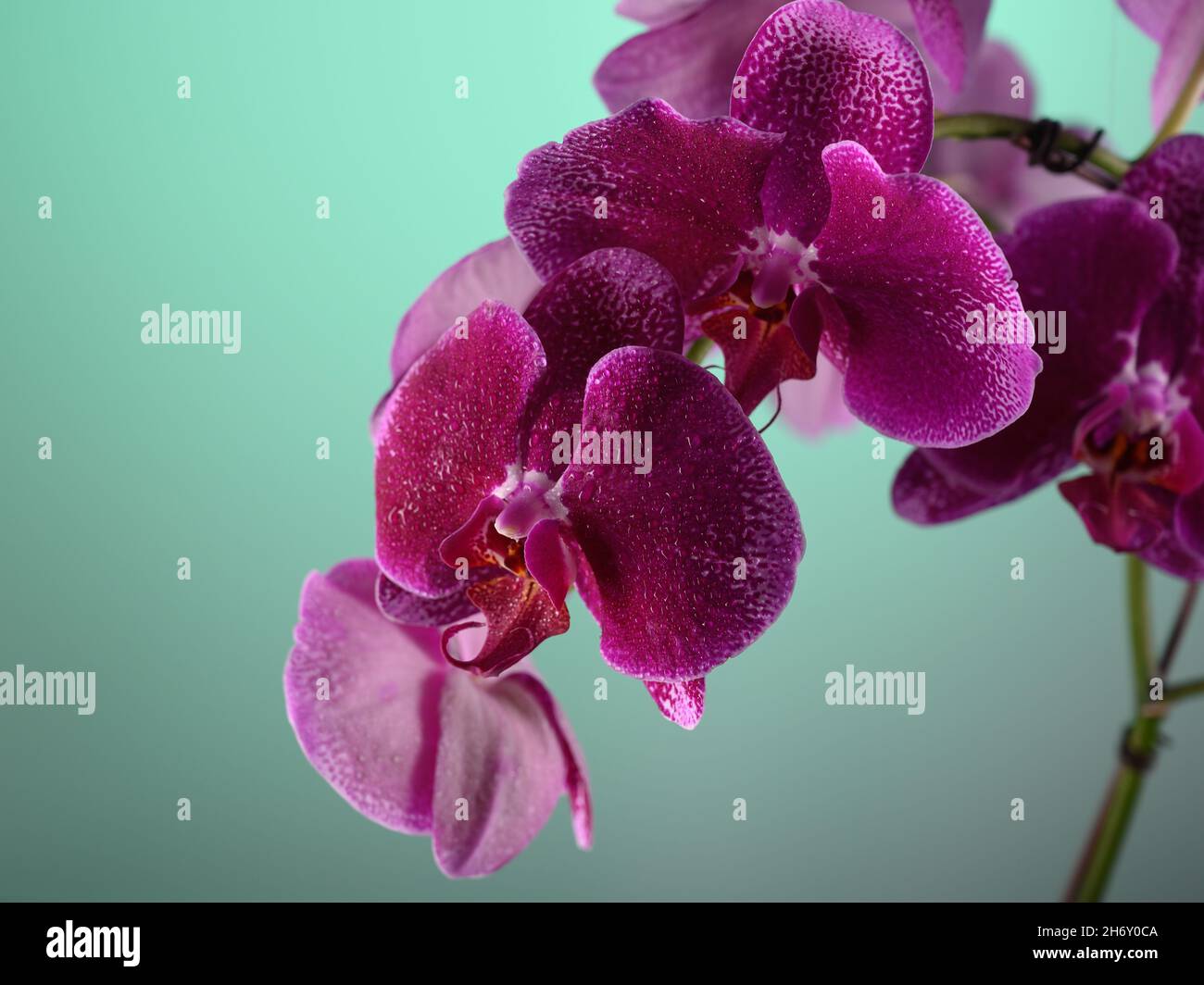 Photo HD mostra un primo piano di un fiore di orchidea viola. L'immagine mostra chiaramente la struttura del fiore di orchidea. Bei colori contrastanti aspetto io Foto Stock