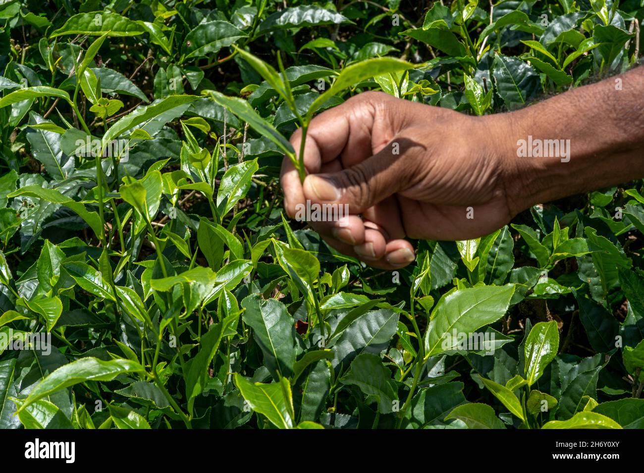 L'uomo dipendente della compagnia di tè tiene germoglio di tè contro sfondo di campo di piantagione. Seleziona il tipo di tè migliore per le importazioni. Primo piano di g fresco Foto Stock