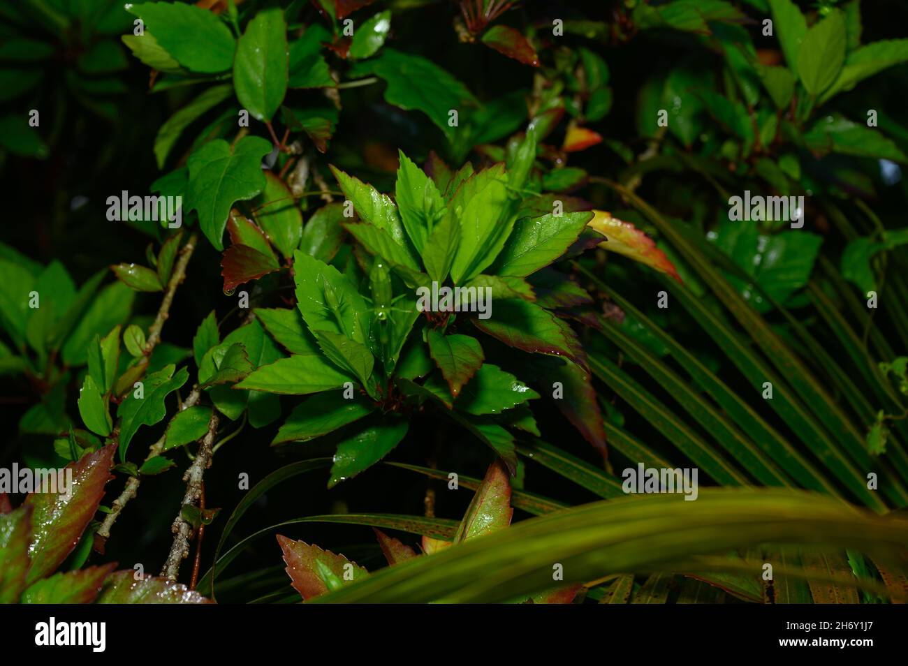 La foto mostra diverse foglie di un arbusto tropicale che cresce sulla spiaggia. La raccolta di foglie verdi riflette la profondità della conoscenza della flora A. Foto Stock