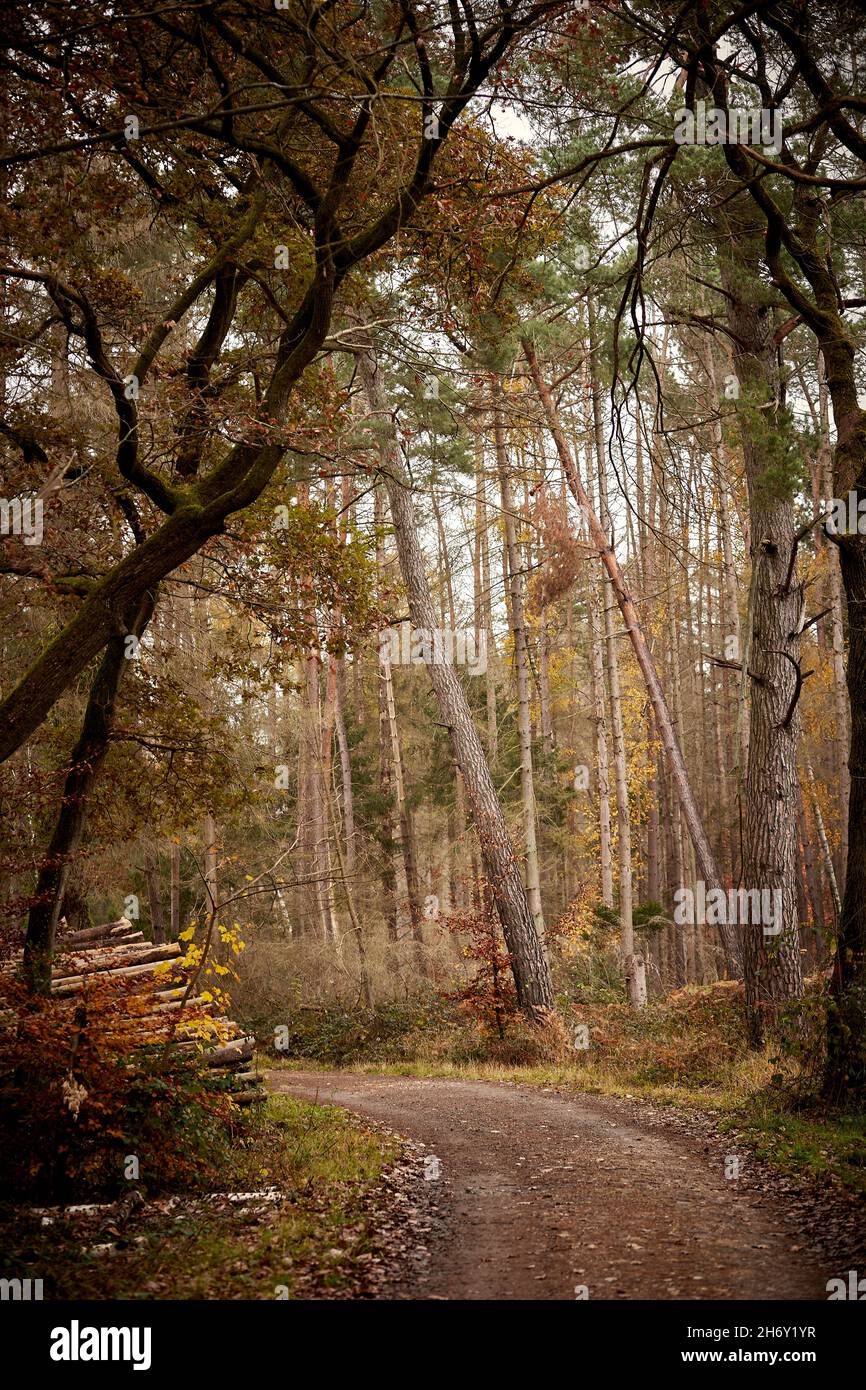 passerella in una foresta, foglie verdi, luce del sole, colori autunnali, all'aperto Foto Stock