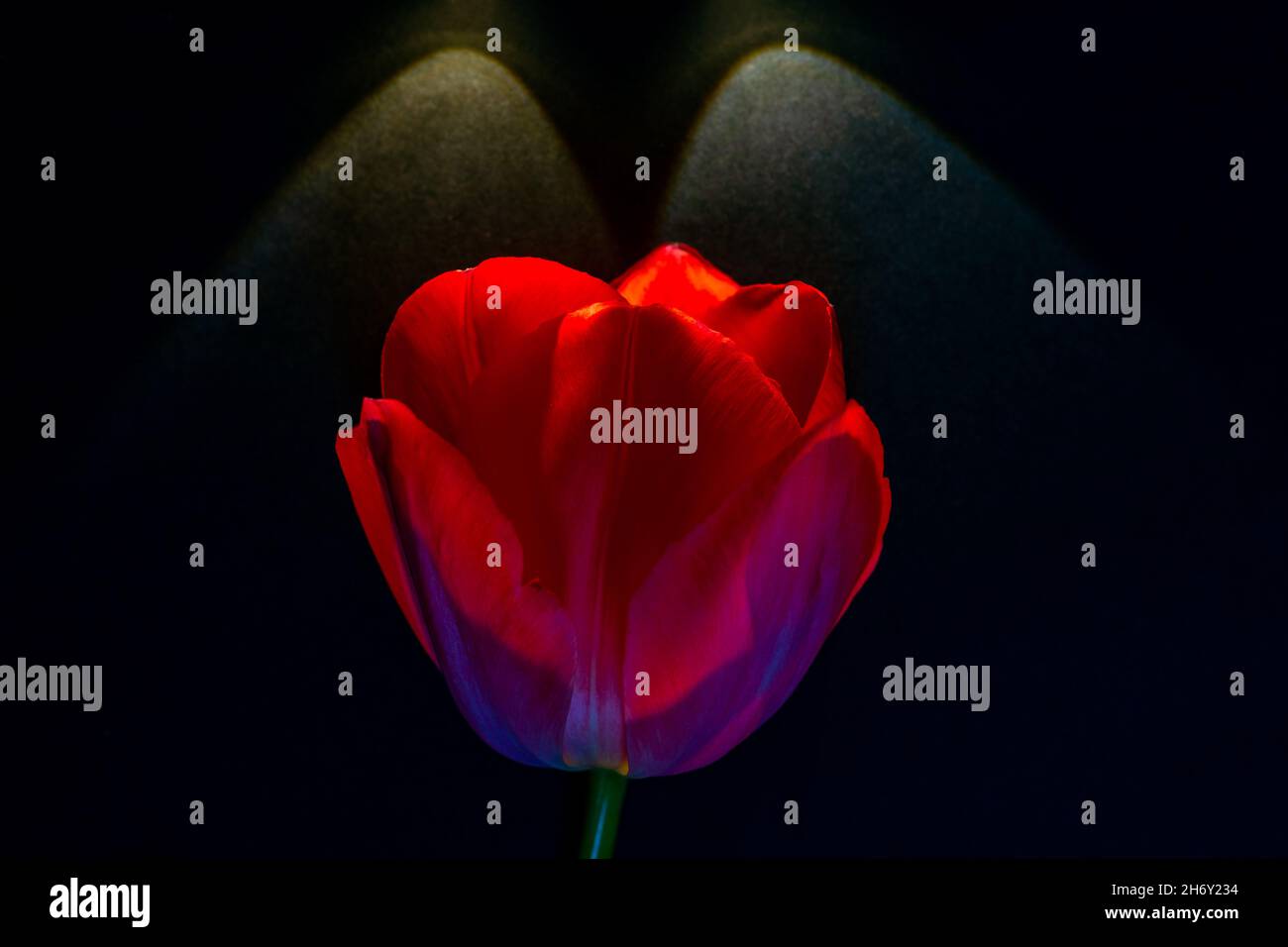 Tulip su sfondo nero. Tulipano rosso illuminato da due luci. Foto di sfondo in fiore o fiore di primavera. Foto Stock