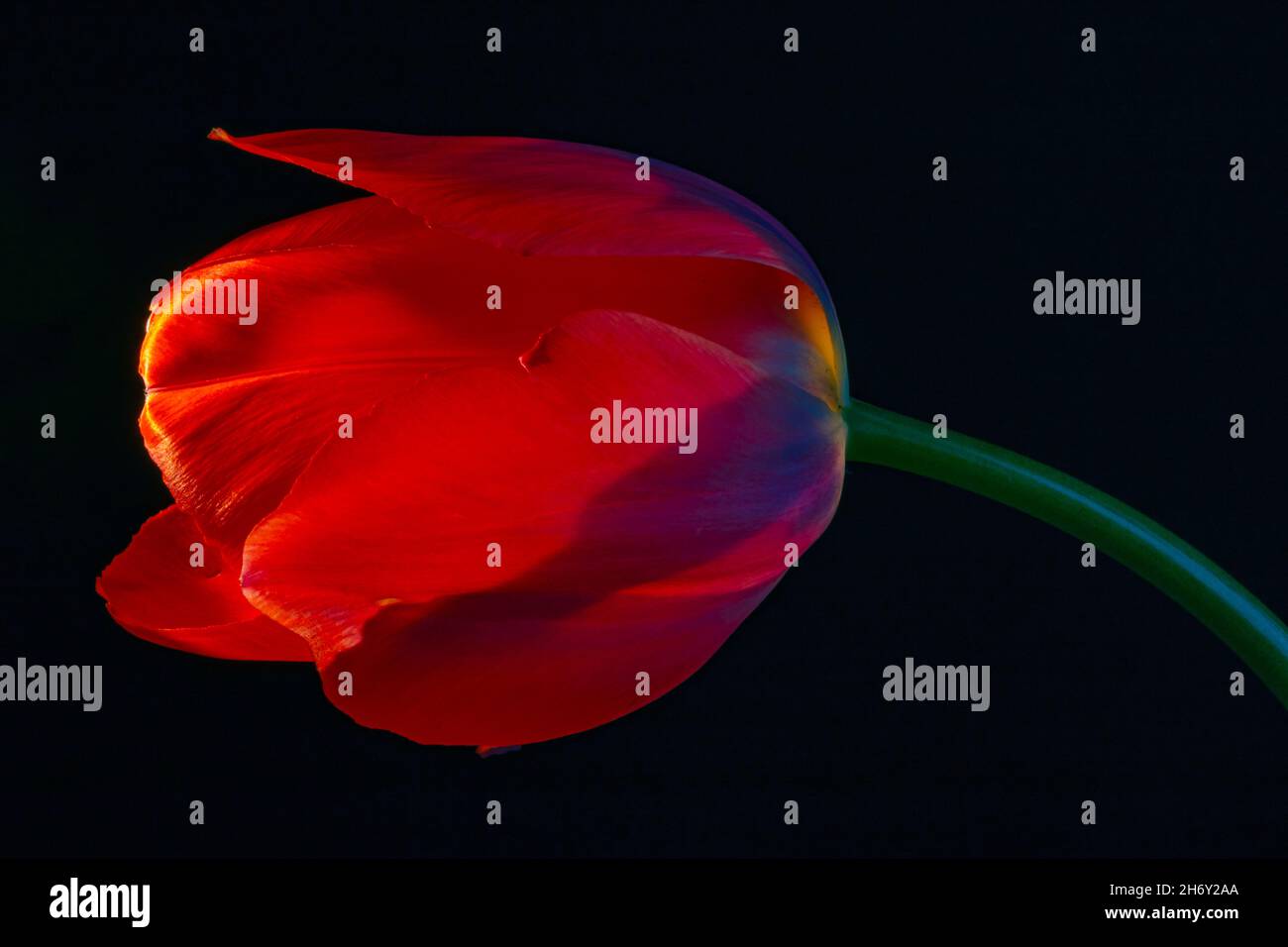 Tulipano rosso. Tulipano rosso isolato su sfondo nero in primo piano foto. Fiore primaverile o sfondo fiorito. Foto Stock