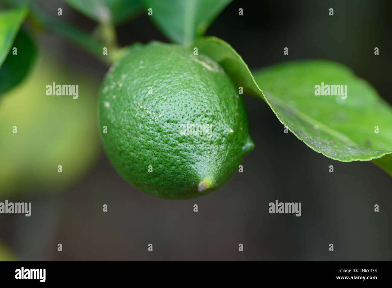 Closeup di calce. Frutta verde su pianta sparata in macro, fuoco morbido. Limone esotico su albero. Stagione di raccolta limoni di agrumi in autunno. Foto Stock