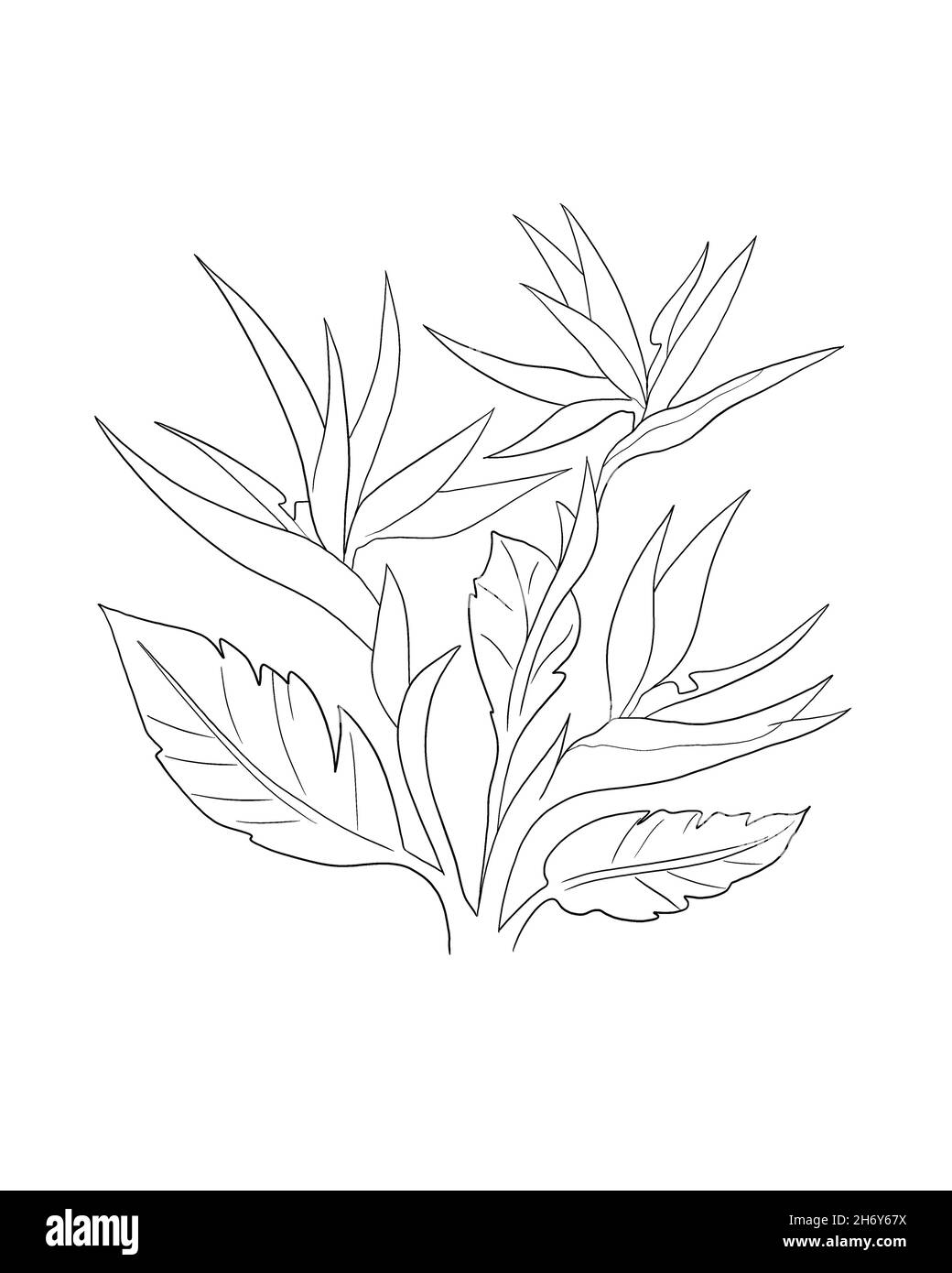 Collezione di illustrazione dei fiori di strelitzia Reginae. Foglie verdi, arancio e viola fioriscono insieme realistico design. Foto Stock