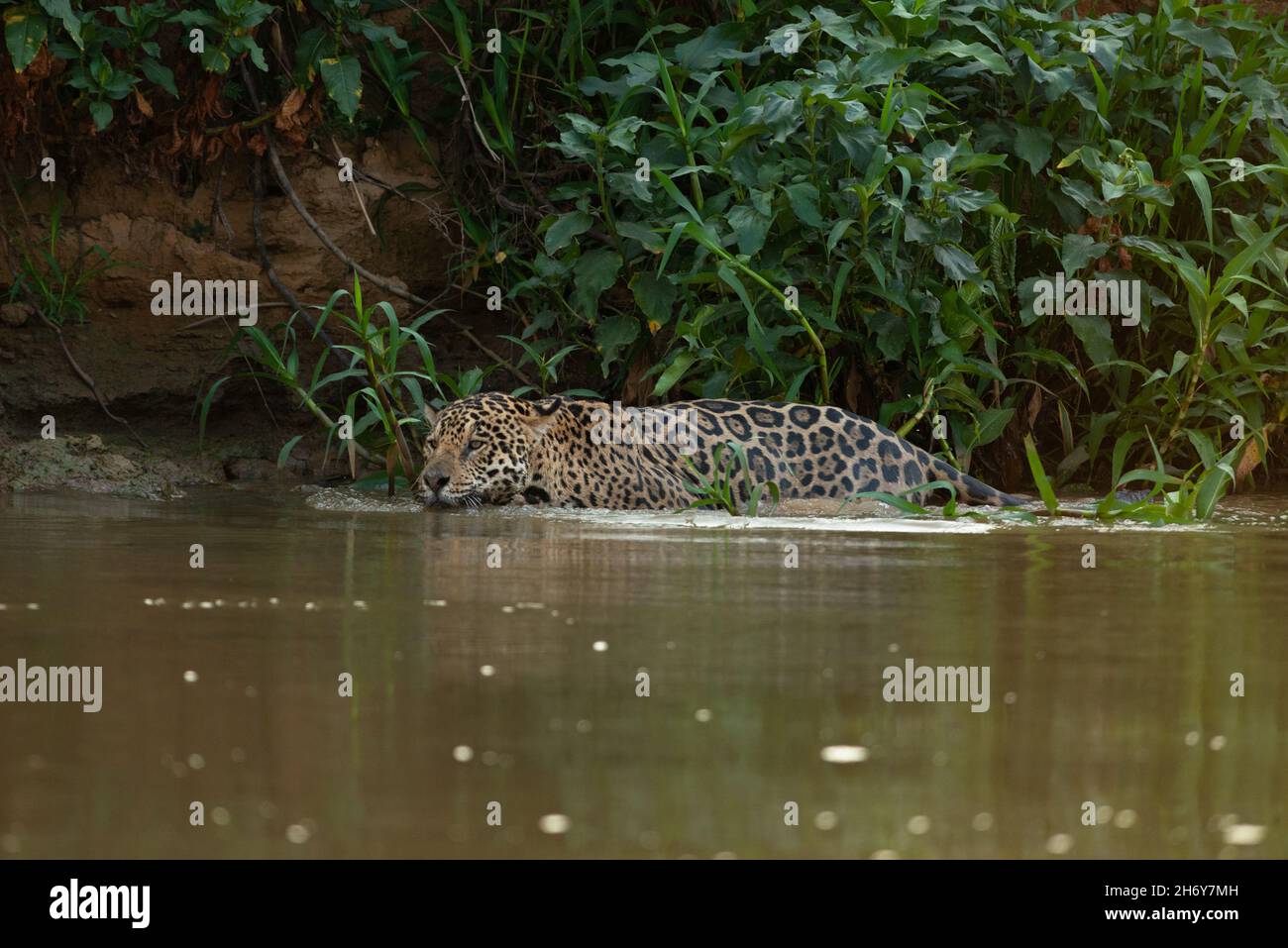 Una Jaguar che nuota in un fiume del Nord Pantanal, Brasile Foto Stock