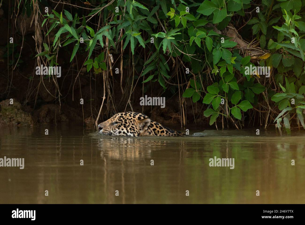 Una Jaguar che nuota in un fiume del Nord Pantanal, Brasile Foto Stock