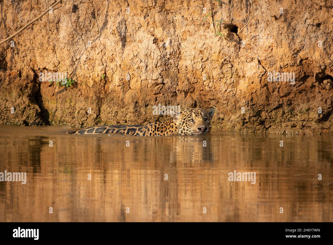 Una Jaguar che nuota in un fiume del Nord Pantanal, Brasile Foto Stock