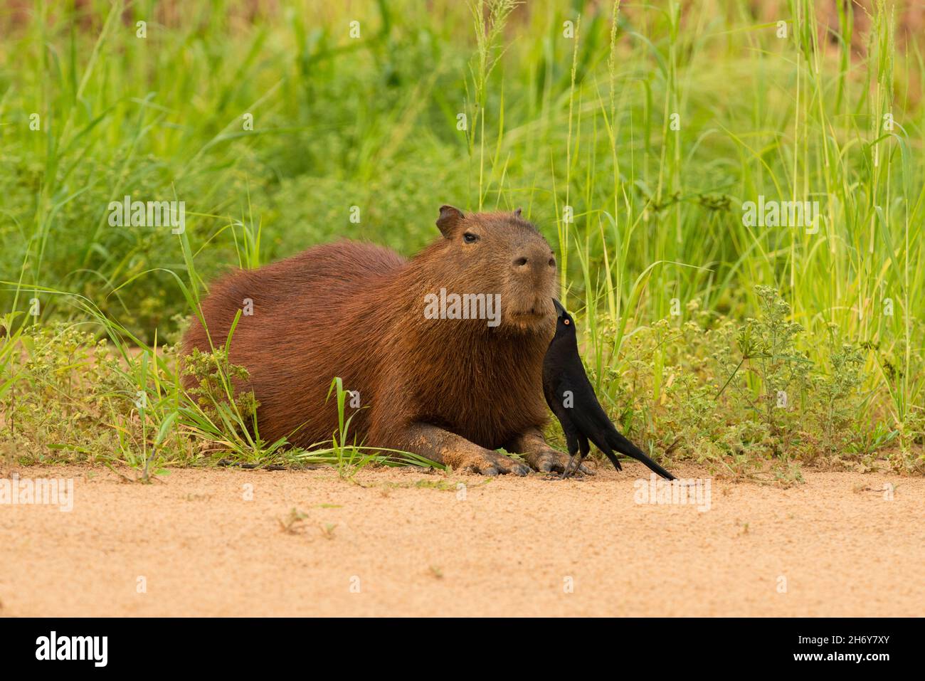 Un Cowbird gigante (Molothrus oryzovorus) che raccoglie le zecche da una pelliccia di Capybara, in un rapporto mutualistico. Foto Stock