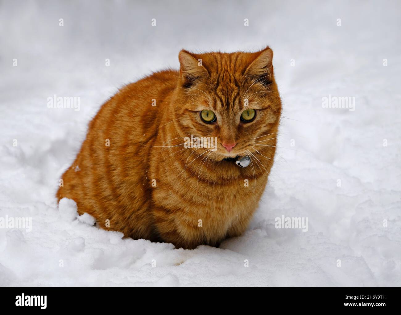 Un Ginger Cat maturo che sperimenta la sua prima neve. Foto Stock