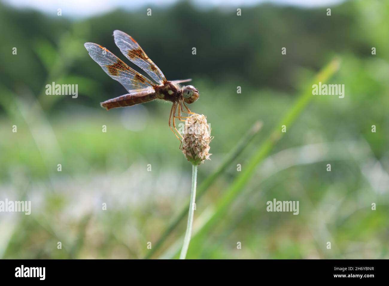 Dragonfly in un campo Foto Stock