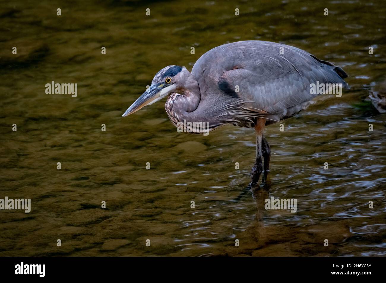 Great Blue Heron (Ardea herodias) foraging in un torrente nel primo sole di mattina di autunno. Foto Stock