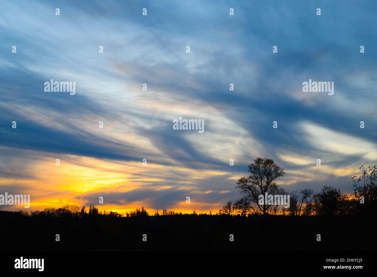 Una linea di pensiero del colore dorato del tramonto evidenzia l'orizzonte. Cielo parzialmente nuvoloso in forme ampie sopra un albero dominante Foto Stock