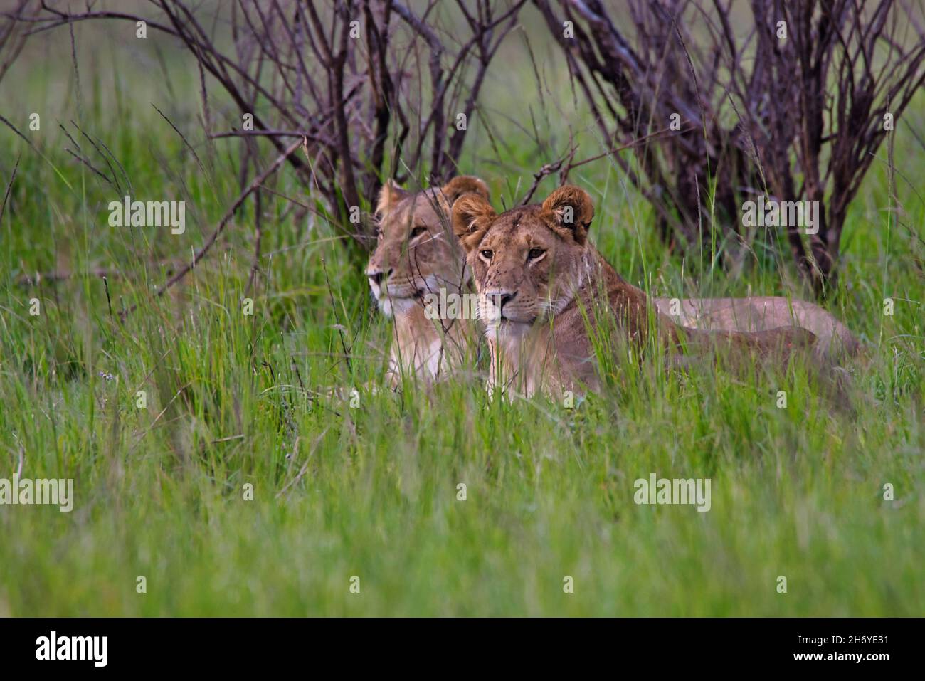 Due leonessa, Panthera leo, adagiata tra i cespugli del Maasai Mara Foto Stock