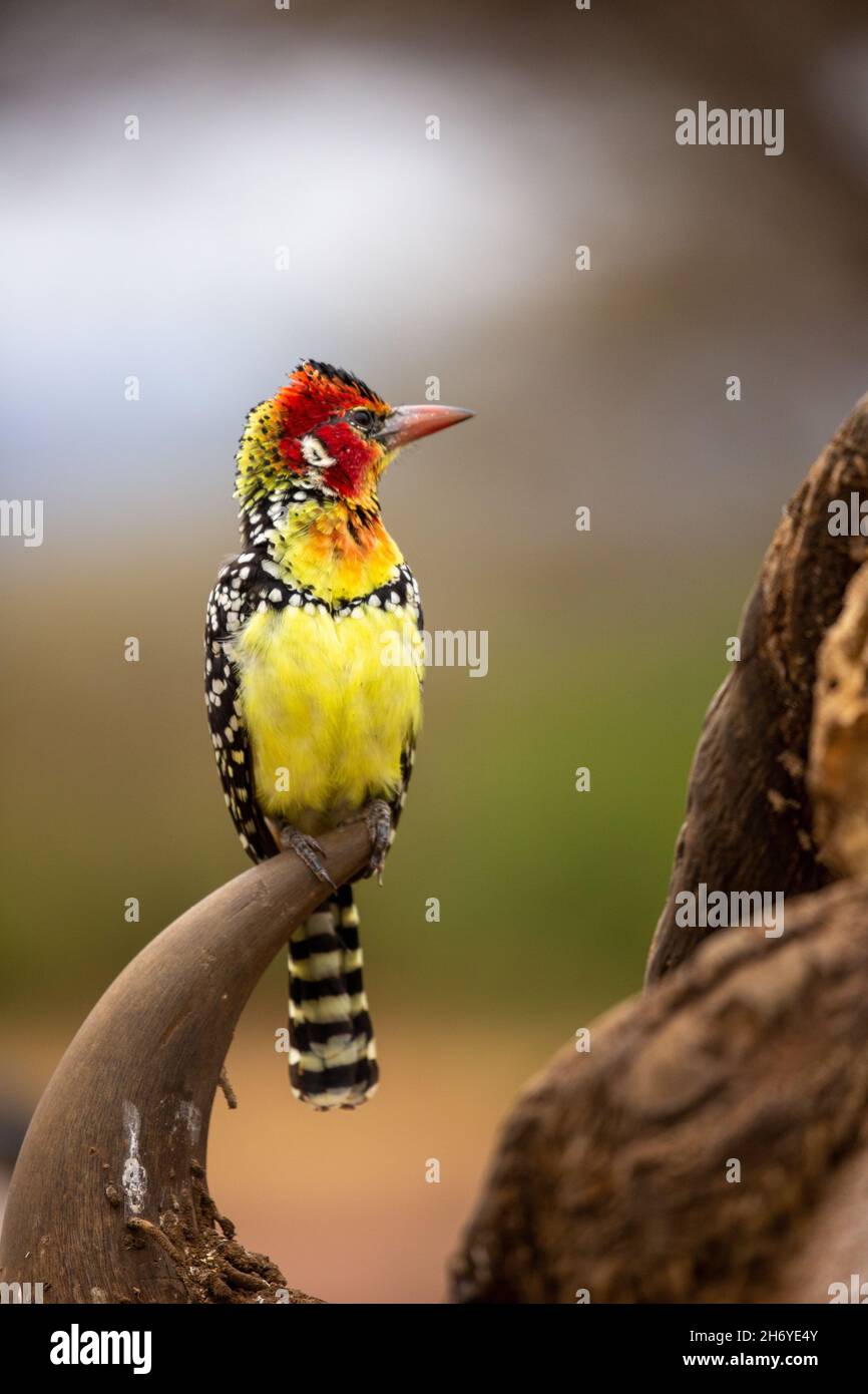 barbet rosso e giallo (Trachyphonus eritrocephalus) in piedi sul cranio di un bufalo Foto Stock