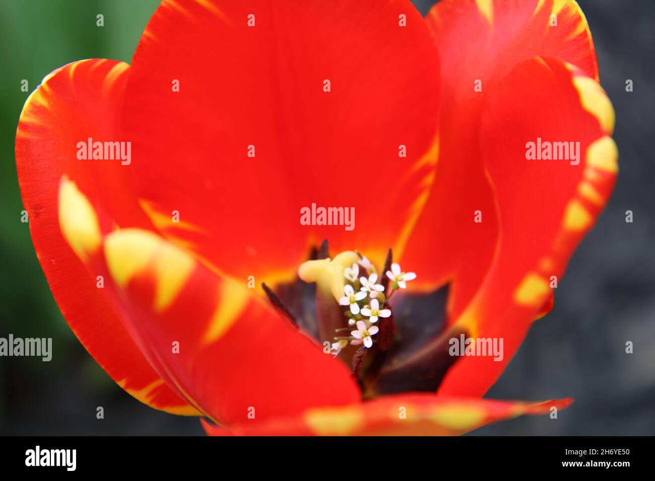 Tulipano rosso con fiori bianchi all'interno Foto Stock