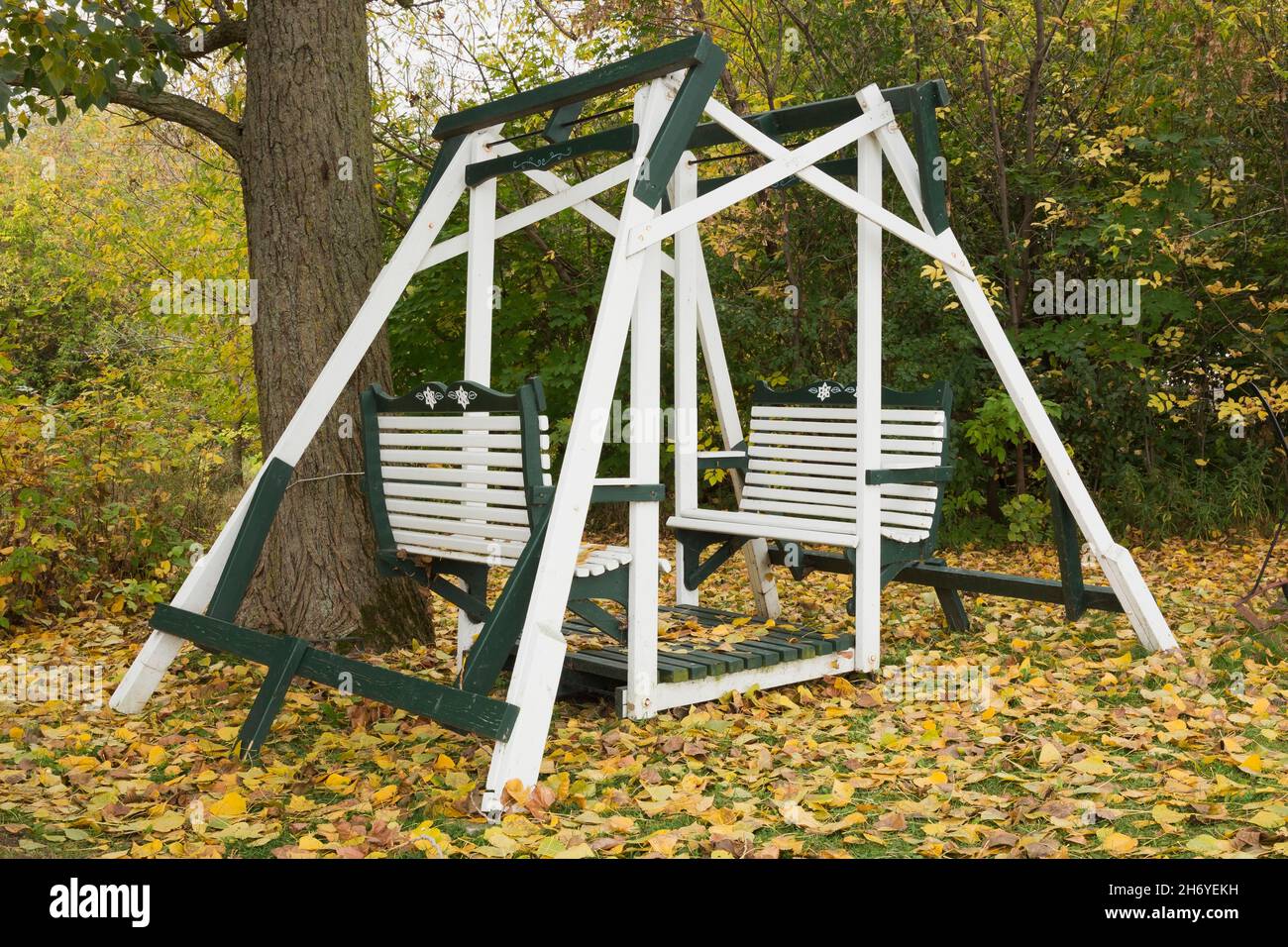 Altalena bianca e verde a 4 posti sul retro in autunno. Foto Stock