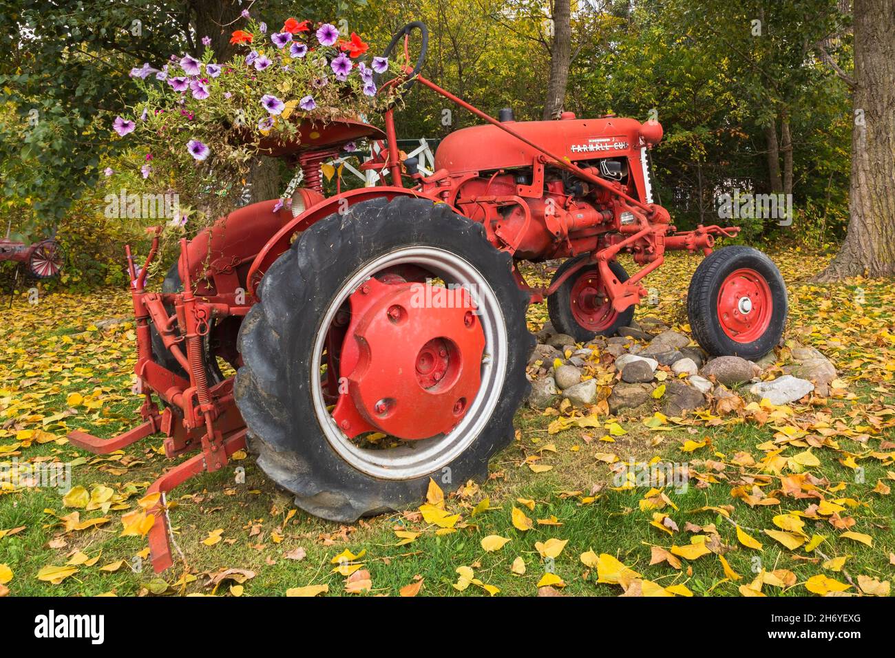 Trattore rosso McCormick Farmall Cub decorato con fiori viola e rosso Petunia in autunno Foto Stock