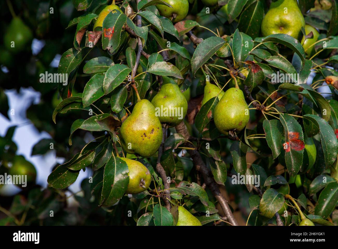 ramo di pera con molti frutti grandi maturi di pera dolce nel giardino del contadino. Mazzo di pere mature su ramo d'albero Foto Stock