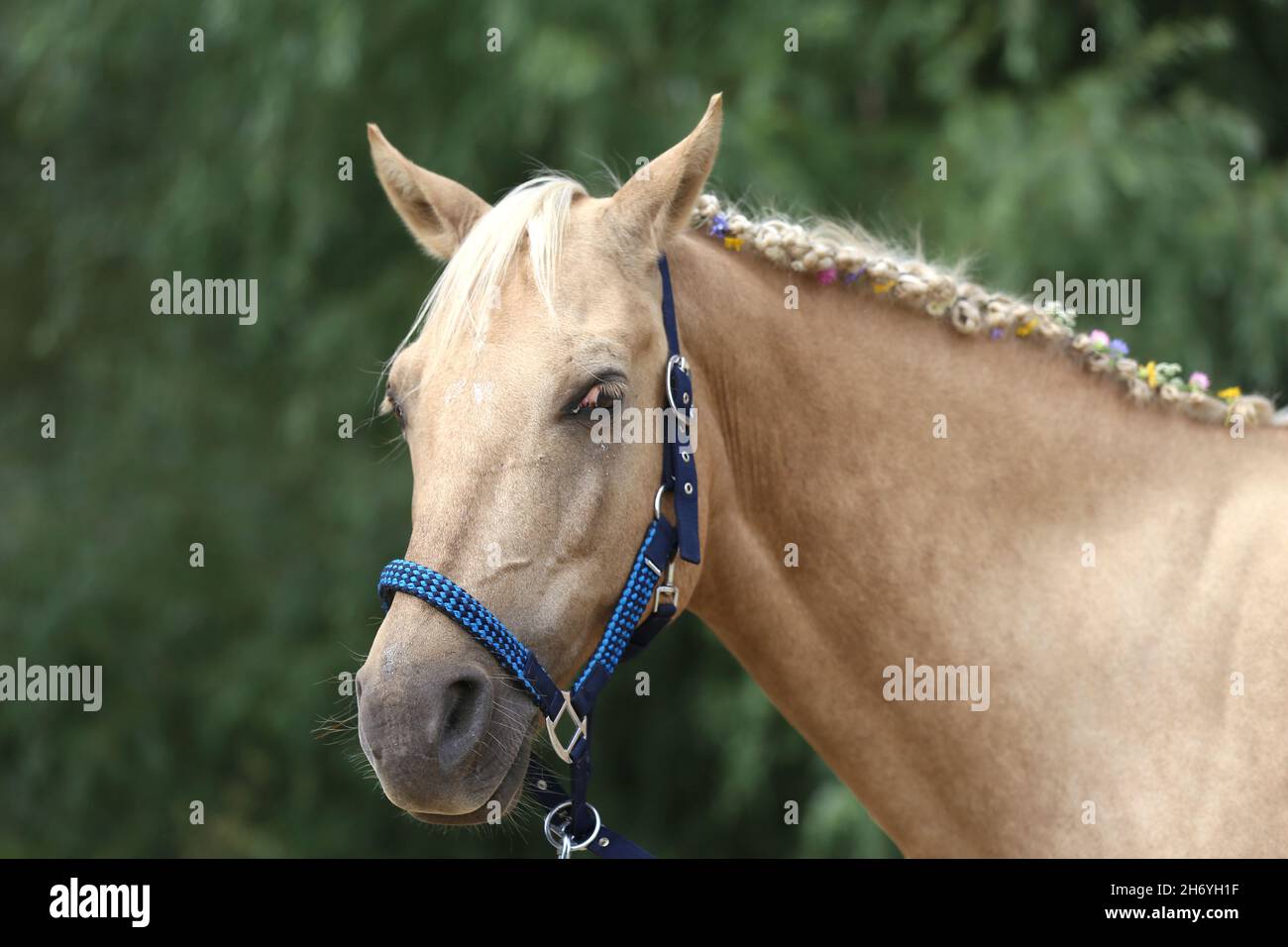 MIRACOLI NELLA MANE. Colorati fiori estivi nella mana di un giovane cavallo morgan purebred Foto Stock