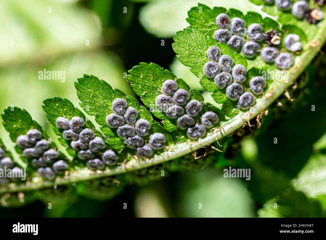 Un primo piano di sorus sul lato inferiore di una foglia di felce Foto Stock