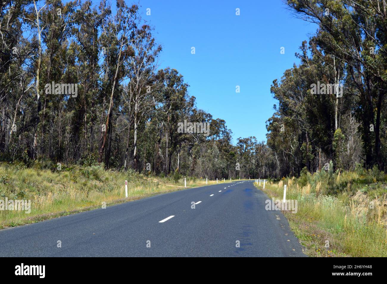 Una sezione del Waterfall Way mentre taglia attraverso la foresta nel nuovo Galles del Sud, Australia Foto Stock