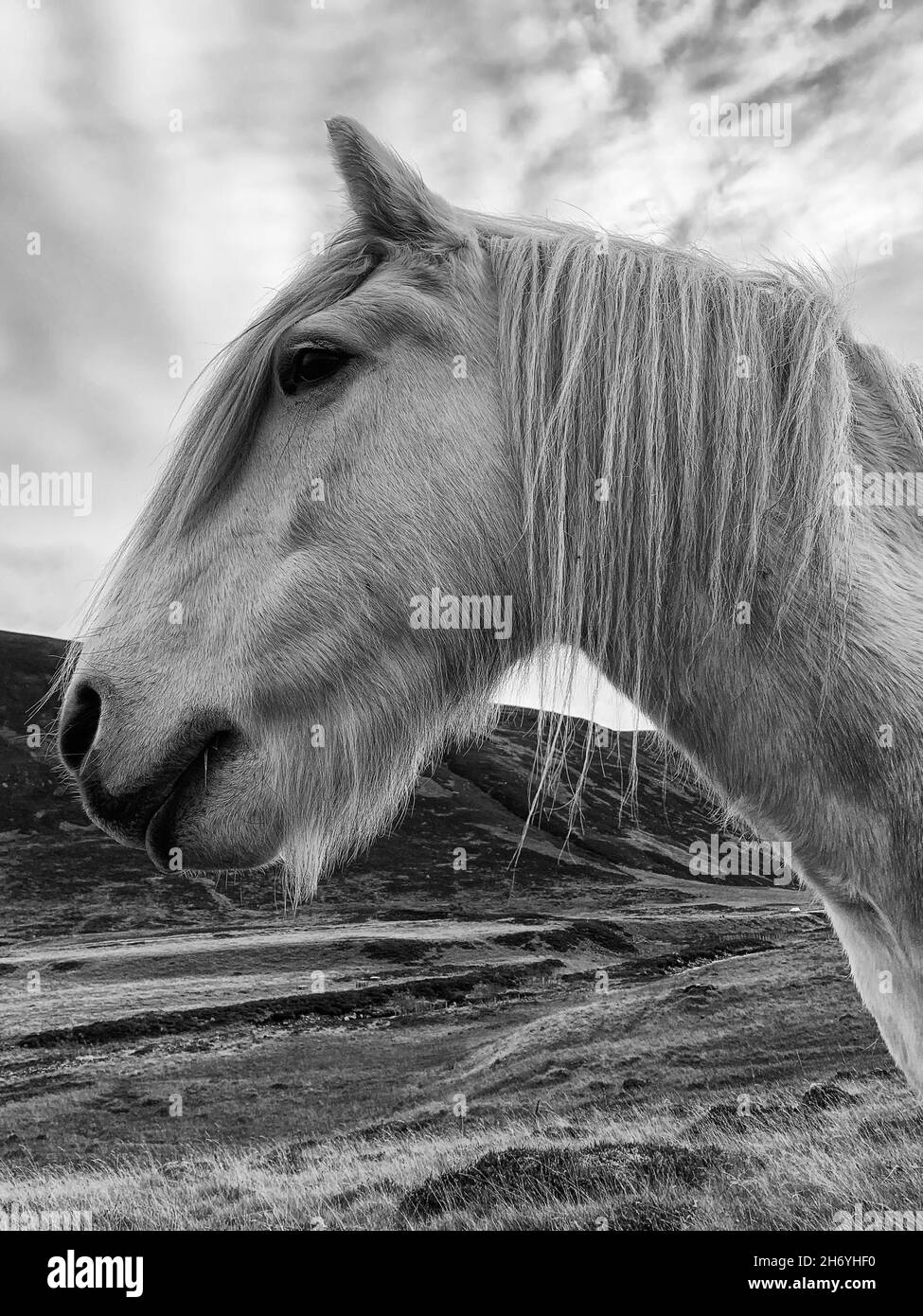 Pony delle Highland nelle colline sopra Glenshee, Highlands scozzesi Foto Stock