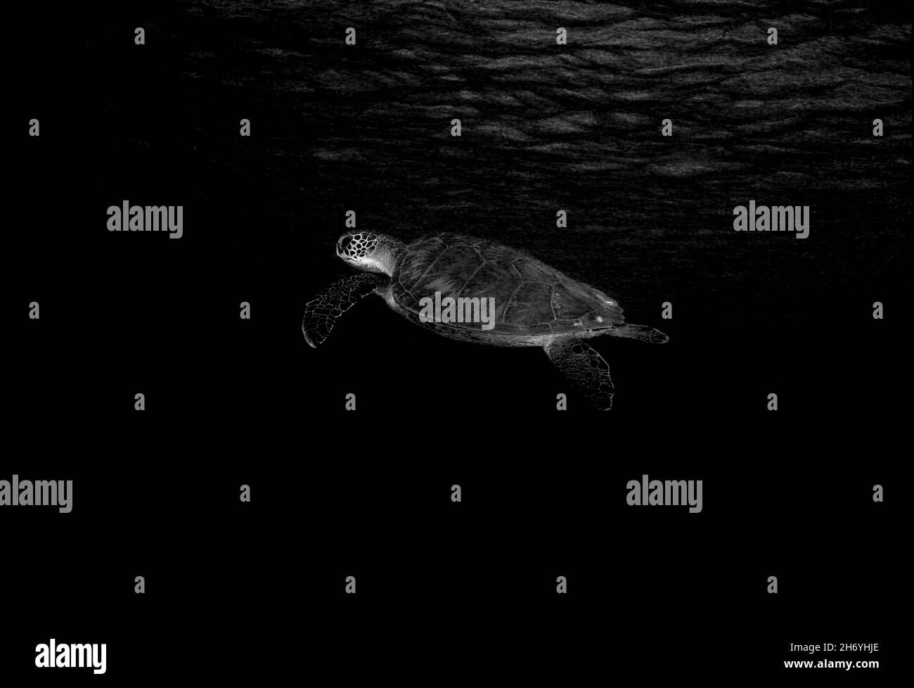 Una vista panoramica di una tartaruga che nuotano sott'acqua nell'oceano Foto Stock