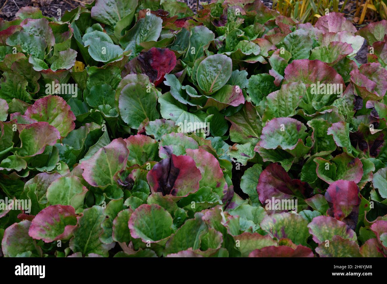 Bergenia cordifolia Purpurea in autunno. Foto Stock