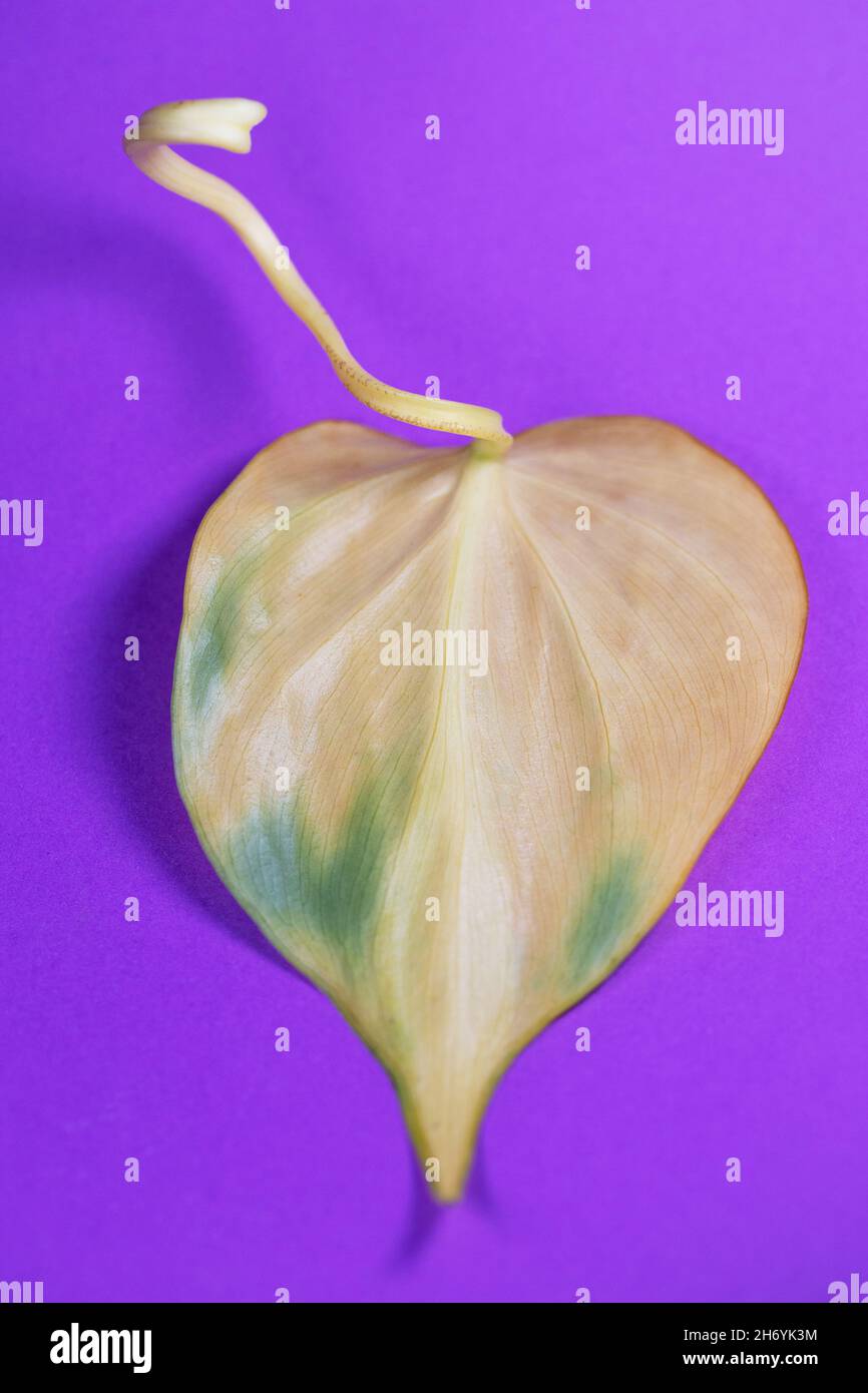 Foglia di filodendro a forma di cuore. Foto Stock