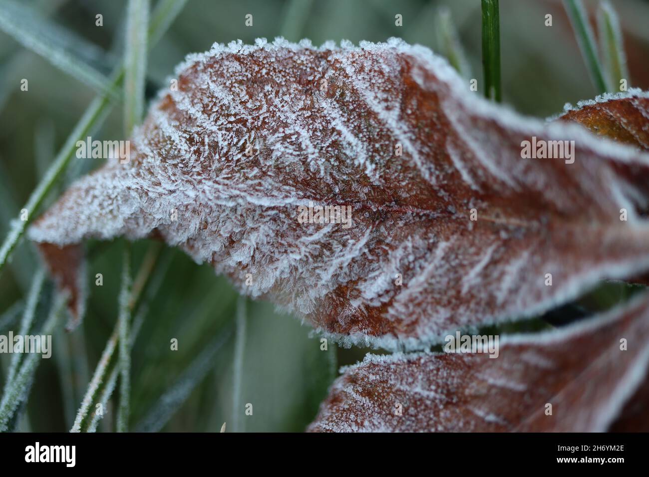 Foglie di faggio caduto coperte di gelo la mattina d'autunno Foto Stock