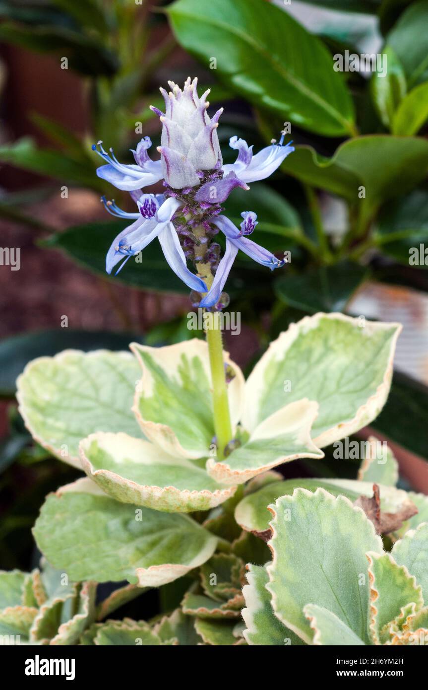 Primo piano di fiori su Coleus Canina una varietà di coleus che si dice spaventare i gatti via dal suo odore che non è notabile per gli esseri umani Foto Stock