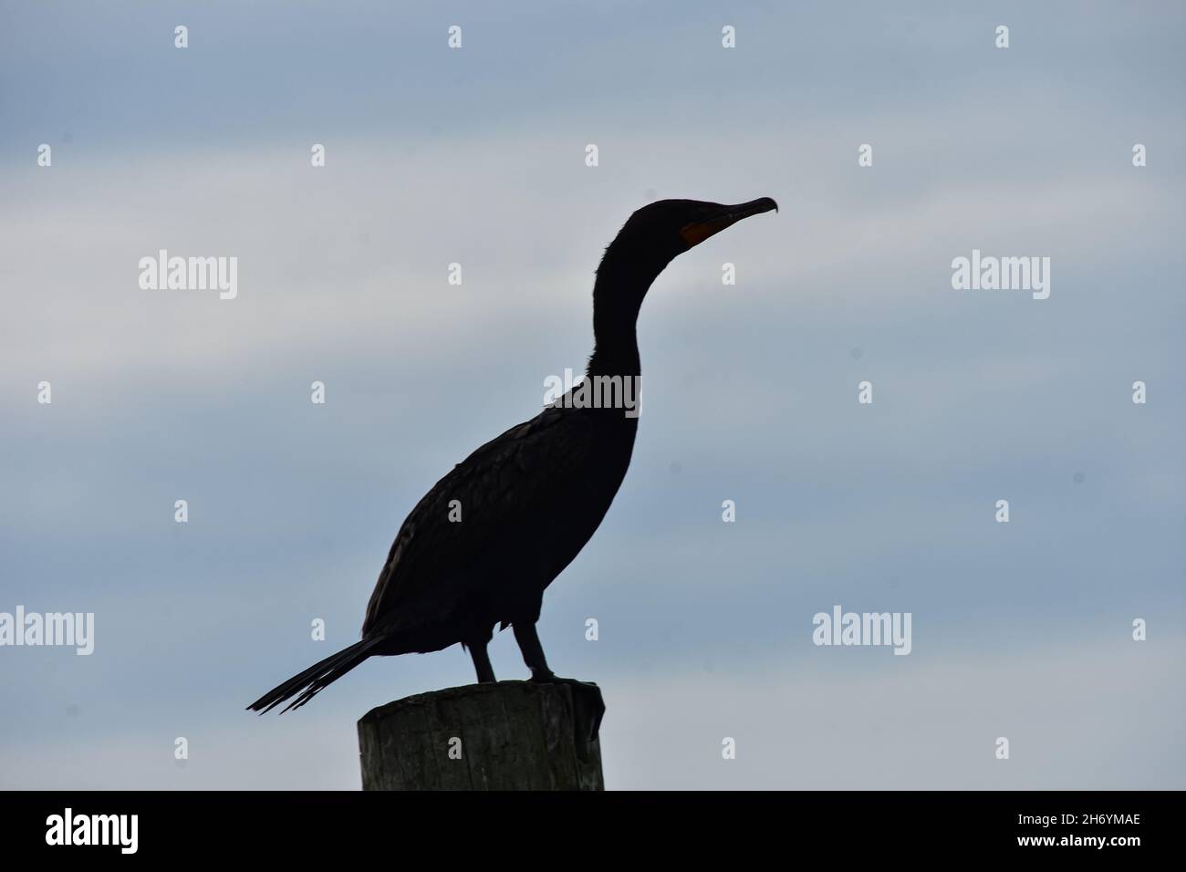 Silhouette di un cormorano a doppio crestio (Phalacrocorax auritus) in piedi su un palato. Spazio di copia. Foto Stock