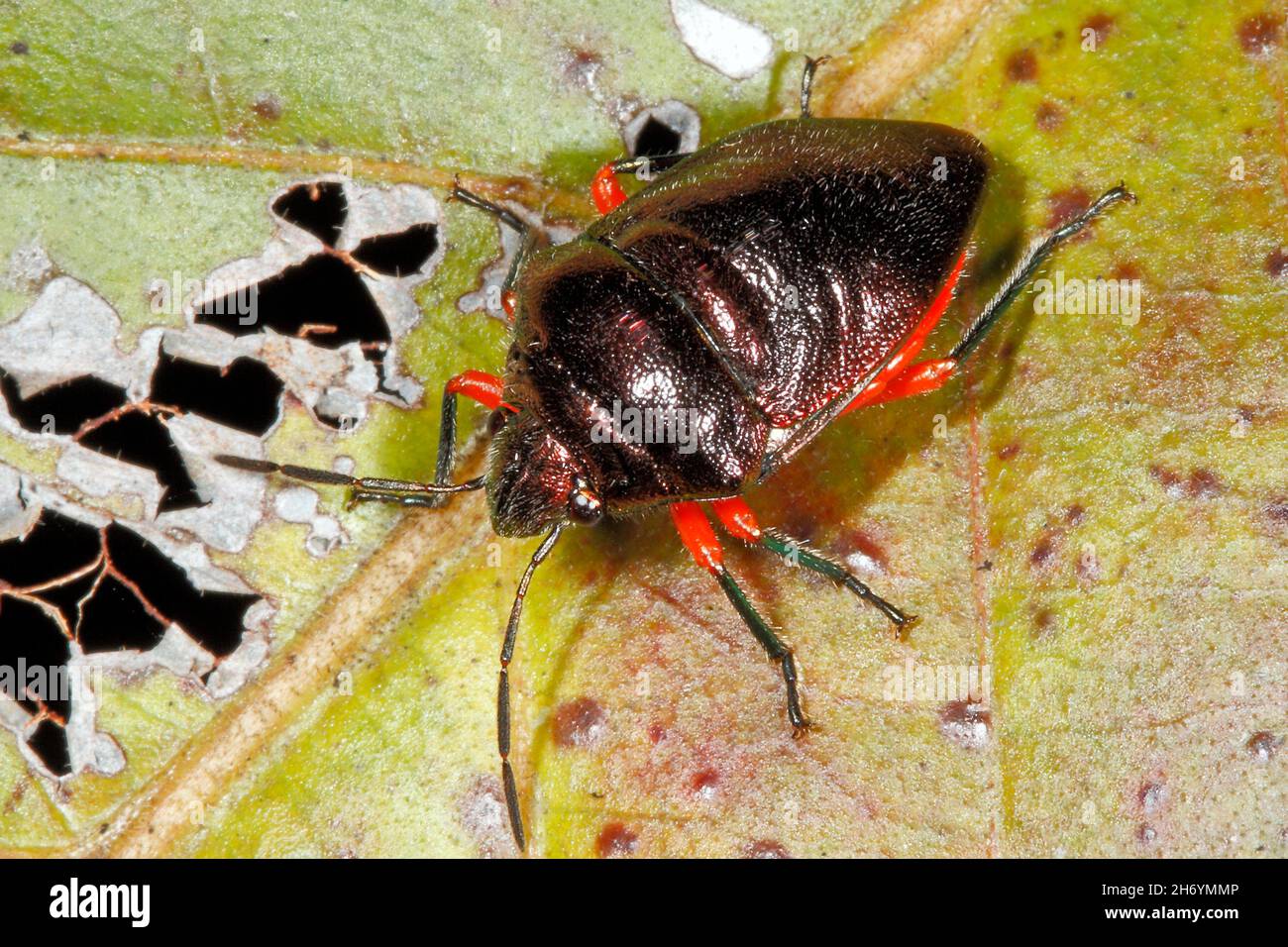 Jewel Bug, noto anche come Metallic Shield Bug, Lampromicra aerea. Coffs Harbour, New South Wales, Australia Foto Stock