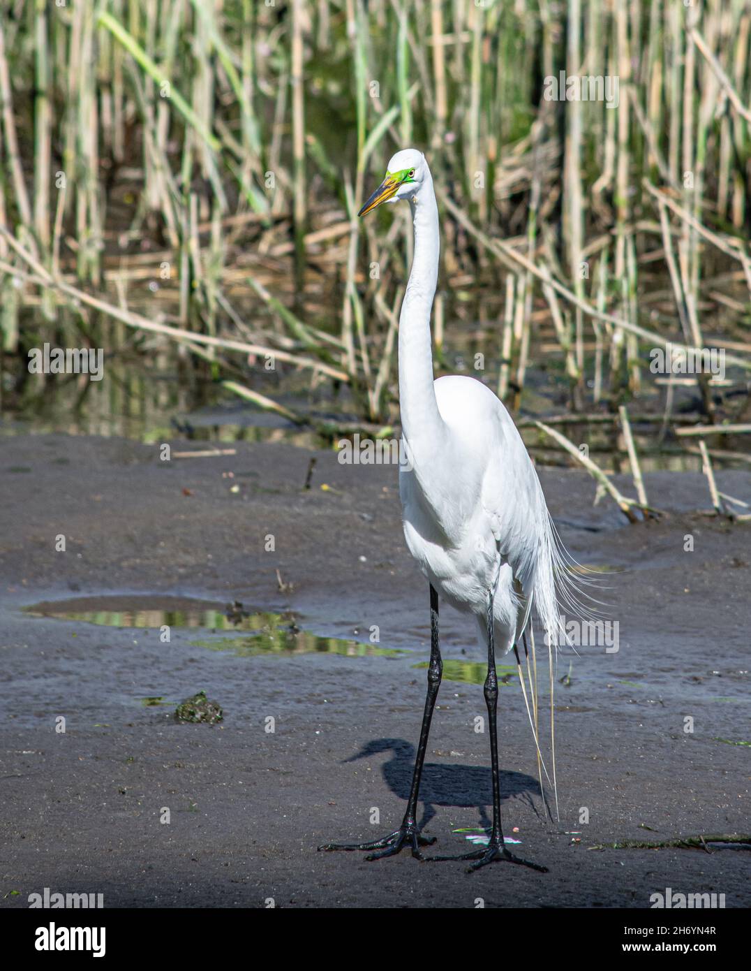Vista frontale di un Grande Egret (Ardea alba) in piedi alto nel fango umido di una palude marea. Foto Stock