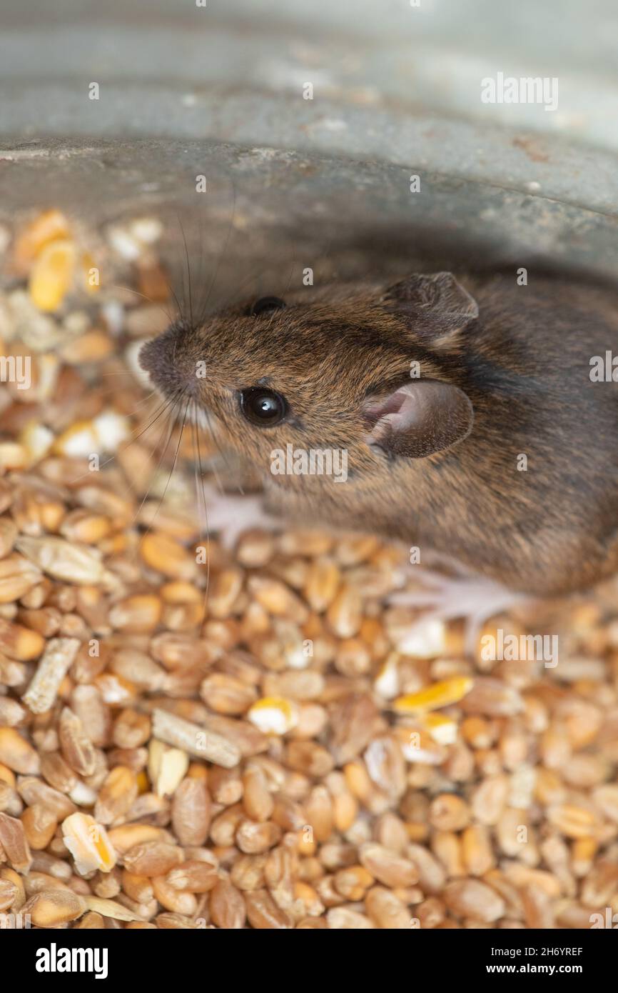 Mouse in legno o mouse da campo a coda lunga (Apodemus sylvaticus). Occhi, orecchie, naso, vibrissae. Organi vitali per la sopravvivenza di un piccolo vulnerabile, terres Foto Stock