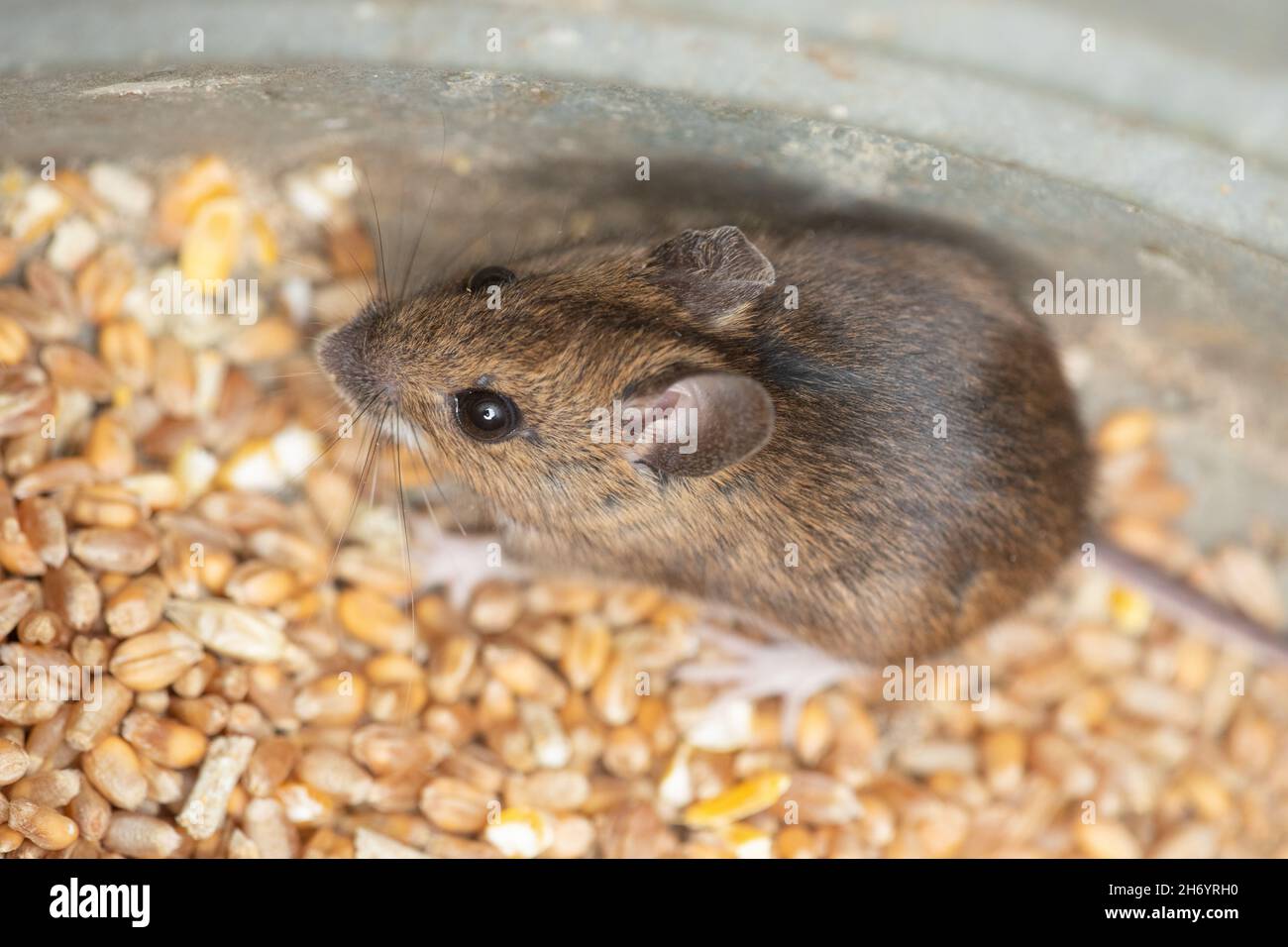 Mouse da campo a coda lunga (Apodemus sylvaticus) che cerca di ristabilire il contatto fisico all'interno del perimetro del contenitore metallico dopo essere stato disturbato. Sensibilità. Foto Stock